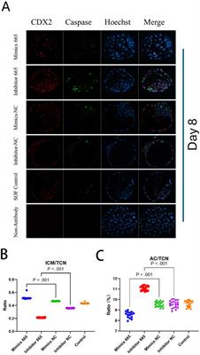 Bta-miR-665 improves bovine blastocyst development through its influence on microtubule dynamics and apoptosis